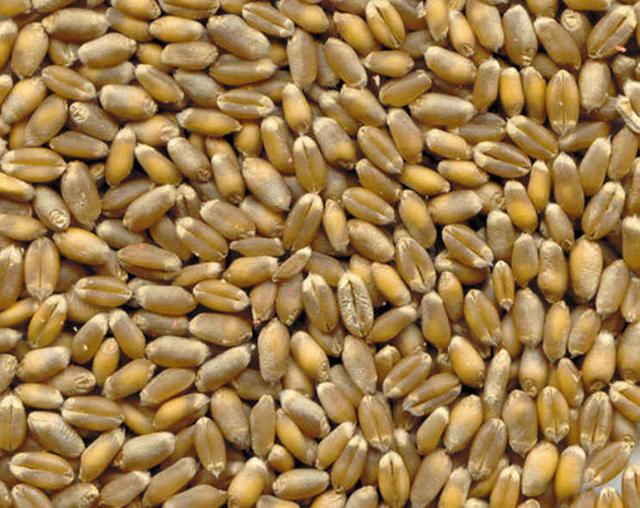 Grano Timilia (o Tumminia)