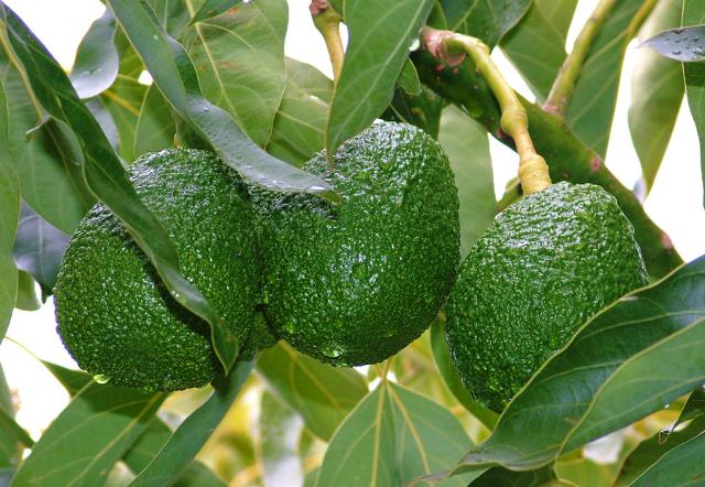 Il primo avocado Made in Sicily