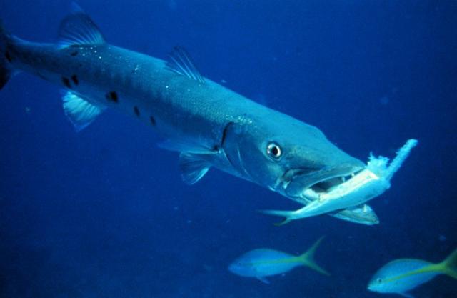 Il barracuda Il barracuda