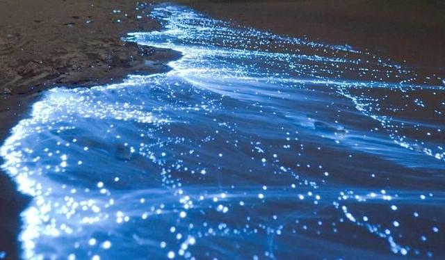A Filicudi lo strabiliante spettacolo della bioluminescenza