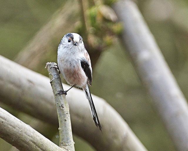 Un esemplare di Codibugnolo siciliano