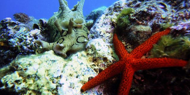Una Lepre di mare con gli anelli accanto ad una Stella marina Una Lepre di mare con gli anelli accanto ad una Stella marina