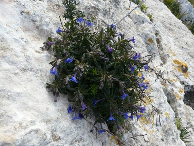 Un esemplare di Lithodora, una pianta capace di spuntare in mezzo alle rocce