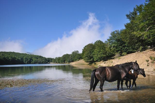 Cavalli Sanfratellani si rinfrescano in un lago del Parco dei Nebrodi