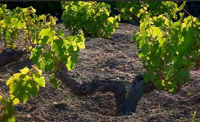 La Vite ad Alberello Pantesco