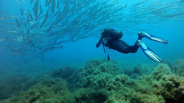 Un sub immerso nelle acque di Ustica Un sub immerso nelle acque di Ustica
