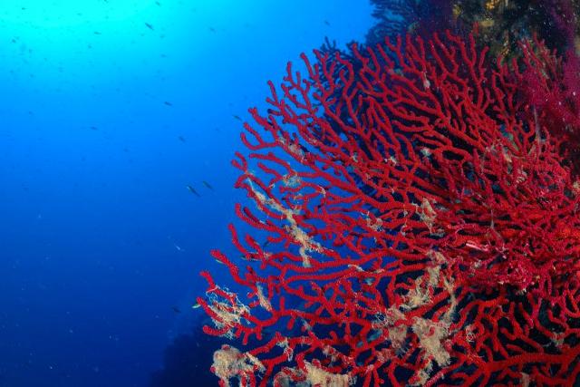 Una splendida Gorgonia nei fondali di Ustica Una splendida Gorgonia nei fondali di Ustica
