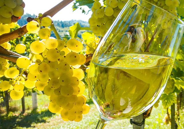 La Sicilia è la quarta regione italiana per produzione di vino: produce il 9% del vino italiano...
