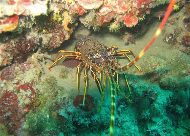 Una bella aragosta Una bella aragosta