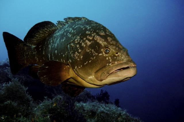 Un esemplare di cernia Un esemplare di cernia