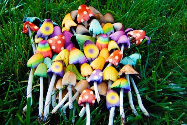 ''Fateci studiare Lsd e funghi magici''