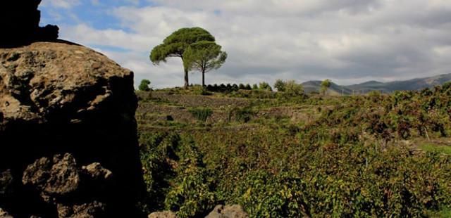 La campagna di Santa Venerina
