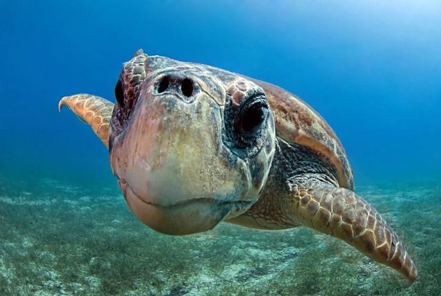Le tartarughe marine tornano a nidificare in Sicilia