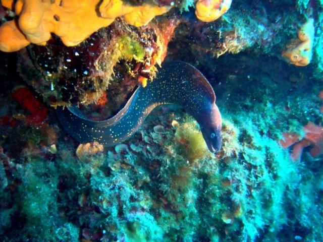 Una murena, altro abitante delle acque di Lampedusa