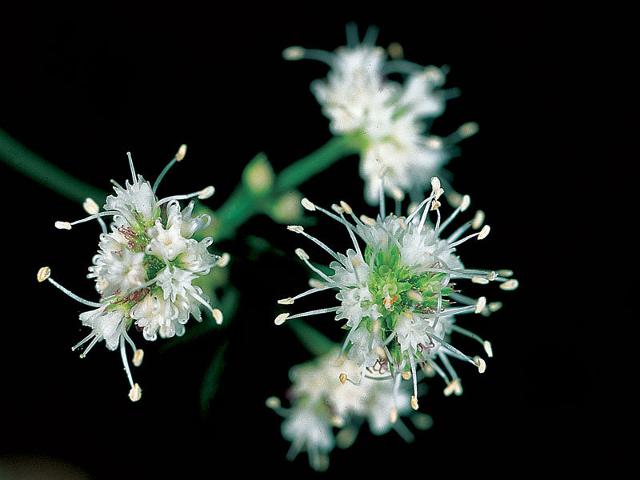 Falsasanicola (Petagna saniculaefolia Guss) Falsasanicola (Petagna saniculaefolia Guss)