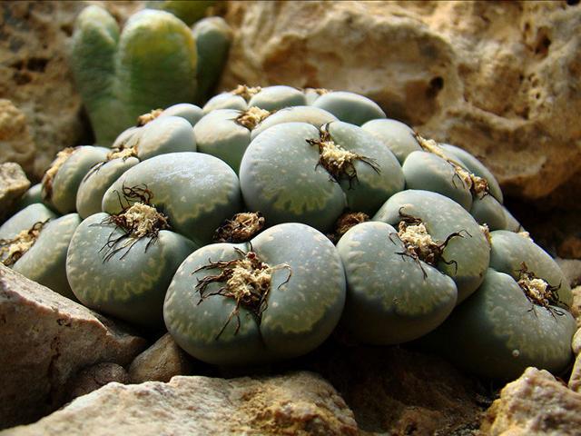 Un esemplare di Lithops salicola del genere di "piante succulente" appartenente alla famiglia delle Aizoaceae