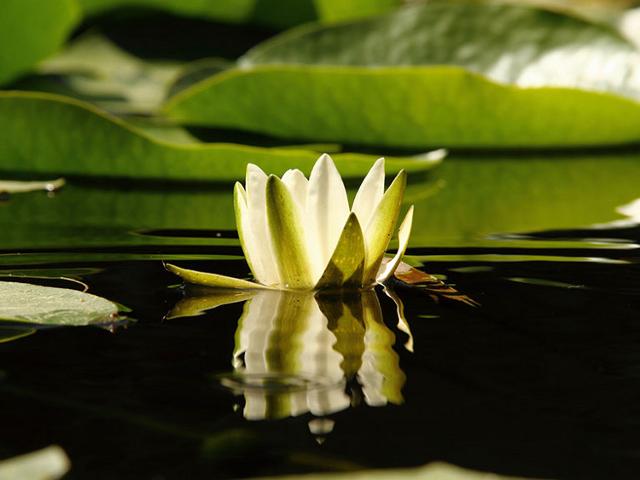 Ninfea nella fontana centrale dell'Orto Botanico di Palermo