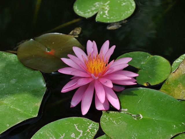 Fior di loto nella fontana centrale dell'Orto Botanico di Palermo
