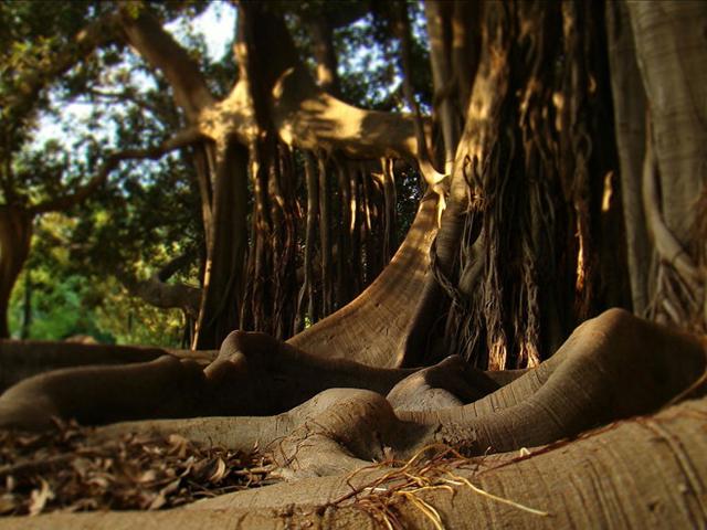 Un particolare delle radici aeree del Ficus magnolioides dell'Orto Botanico di Palermo