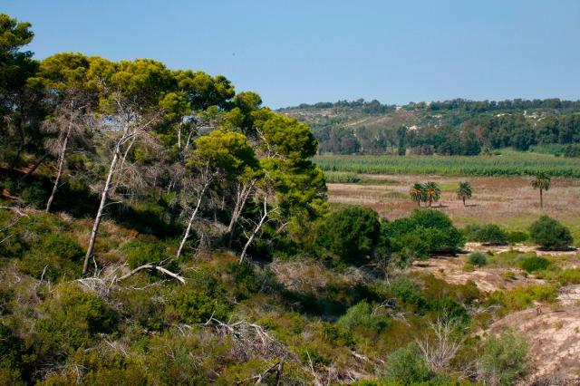 La Riserva Naturale Pino d'Aleppo La Riserva Naturale Pino d'Aleppo