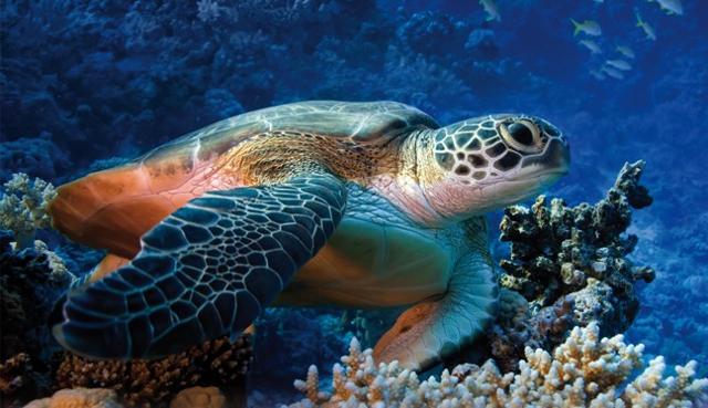 Una tartaruga Caretta Caretta, abitante delle acque di Lampedusa