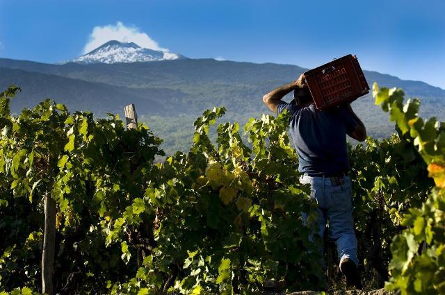 Vendemmia alle pendici dell'Etna