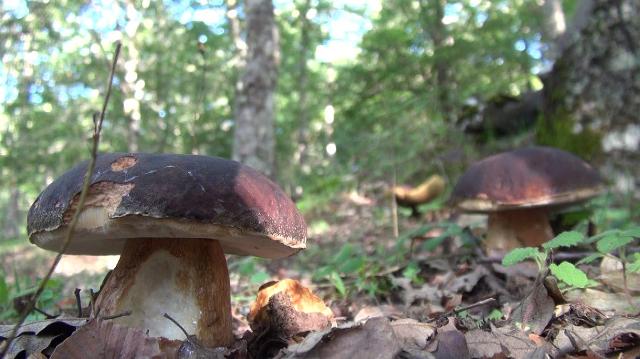 i-funghi-di-sicilia