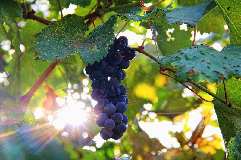 Il Nero D'Avola e il Grillo potranno essere solo Doc