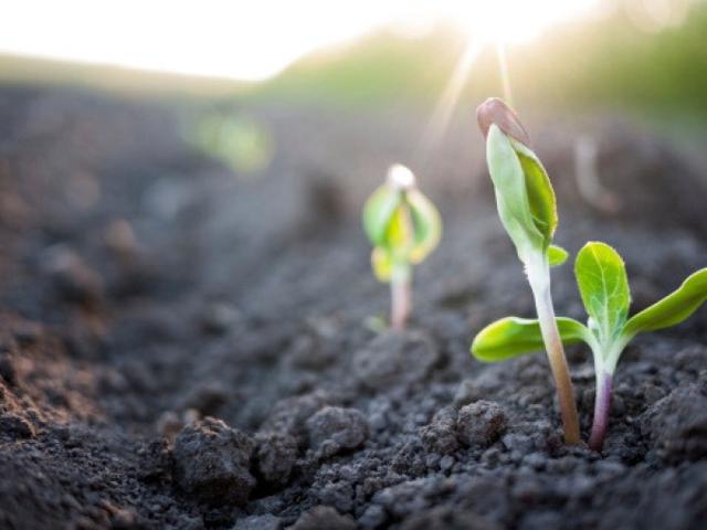 Il Sud riparte grazie all'agricoltura