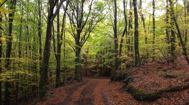 Un sentiero dentro il bosco di Maletto