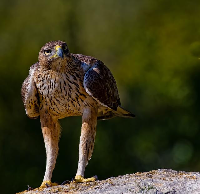 L'Aquila di Bonelli sceglie la Sicilia