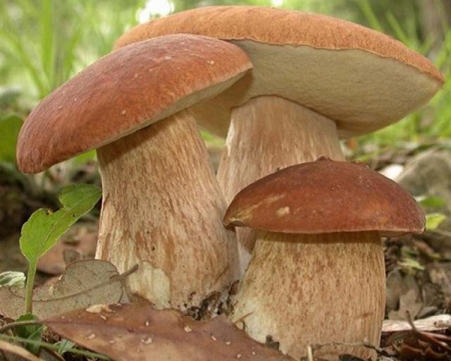 ottobrata-zafferanese-sagra-dei-funghi