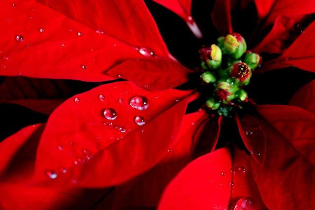 La leggenda della stella di Natale...