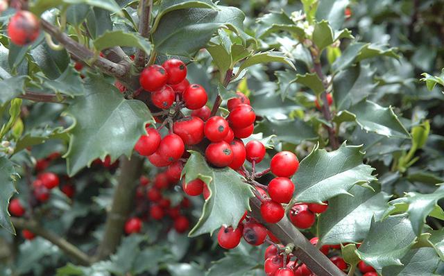I frutti dell'agrifoglio