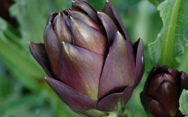 È tempo di carciofi. Conosci quelli siciliani? Sono tra i più buoni in assoluto...
