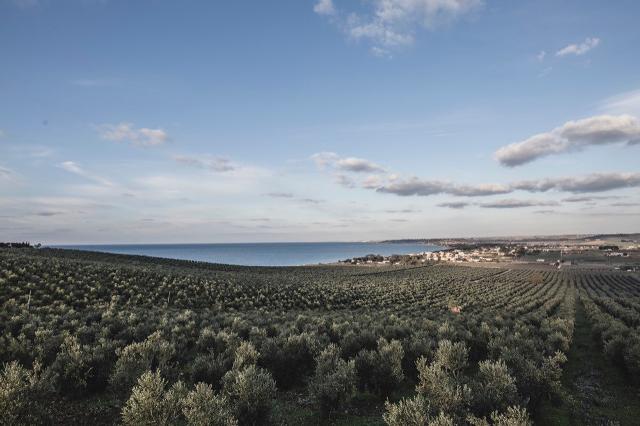 150 ettari di oliveto sul mare