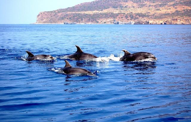 I pescatori delle Eolie ''cacceranno'' i delfini con i sonar