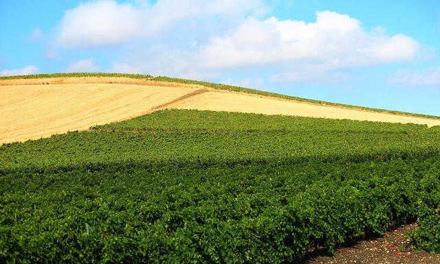La Banca nazionale delle Terre Agricole (BTA) di Ismea La Banca nazionale delle Terre Agricole (BTA) di Ismea