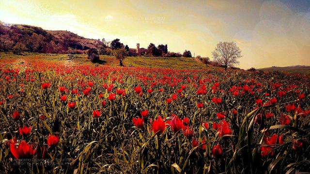 blufi-il-paese-dell-olio-e-dei-tulipani-rossi
