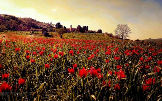 Blufi, il paese dell'olio e dei tulipani rossi