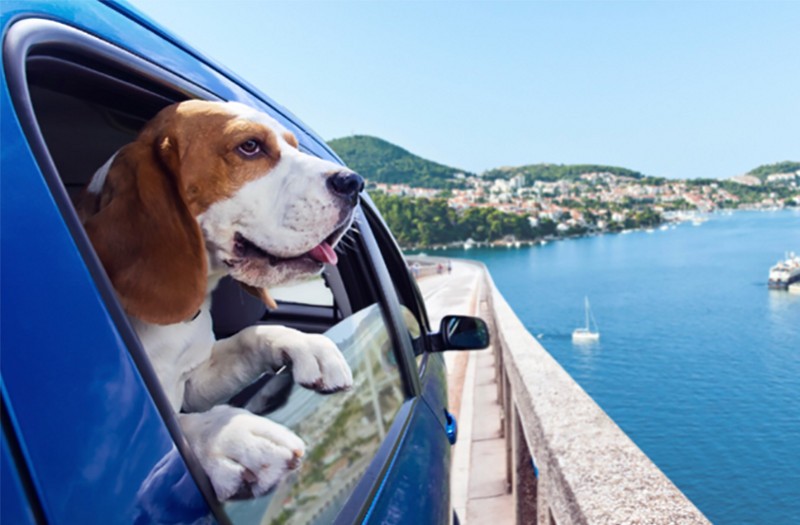 In vacanza con gli animali di famiglia!