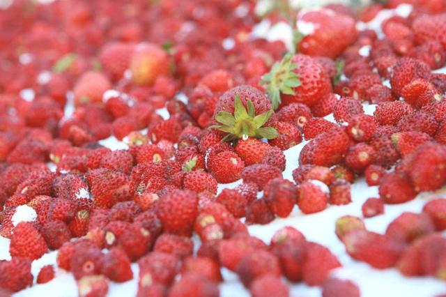 ''Sagra della Fragola'' di Maletto (CT), la più buona del mondo! - Via ...