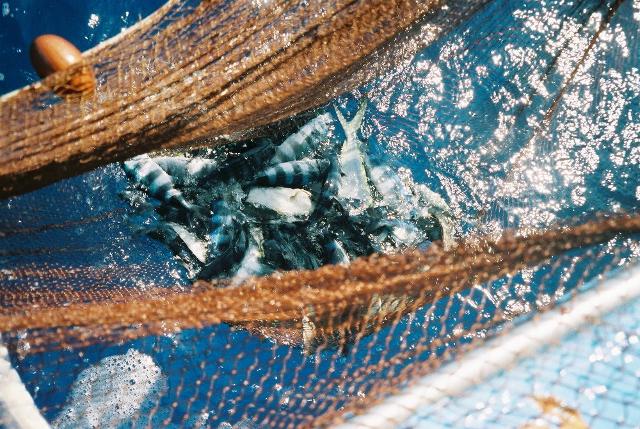 Il pescaturismo è tra gli esempi più completi di quello che oggi viene chiamato "turismo esperienziale"