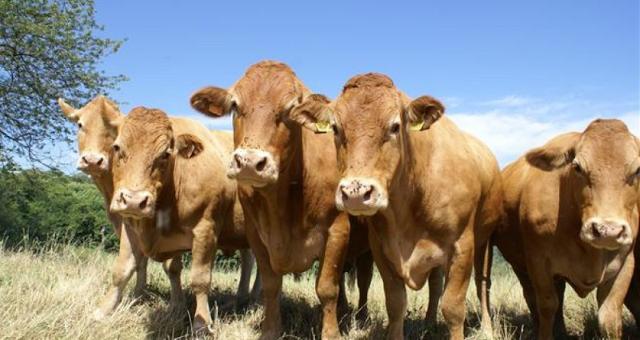 Zootecnia siciliana, la proposta della Cia Agricoltori italiani