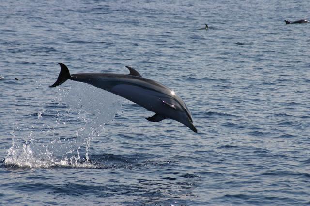 La pesca industriale e lo spiaggiamento dei cetacei in Sicilia