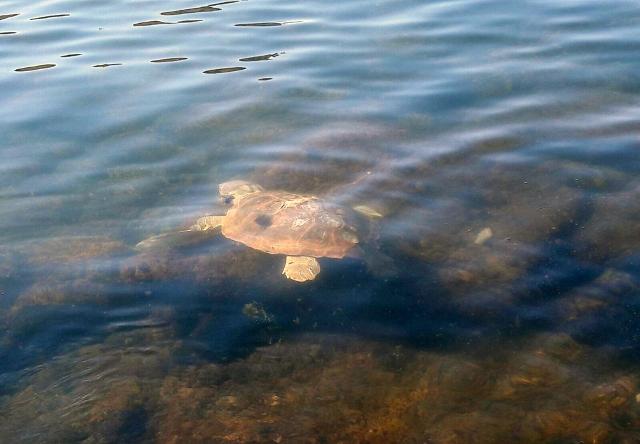 Le tartarughe Paolo ed Emanuela tornano libere in mare