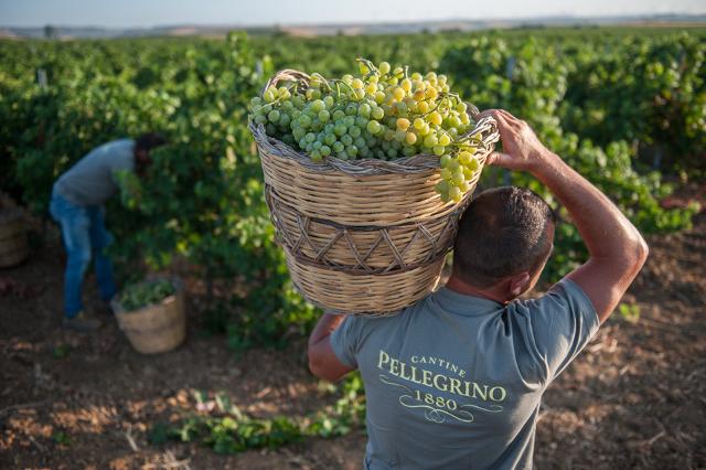 La vendemmia 2017 di Cantine Pellegrino