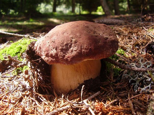 Boletus pinophilus (fungo porcino)