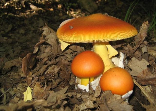 Amanita caesarea (ovulo buono)
