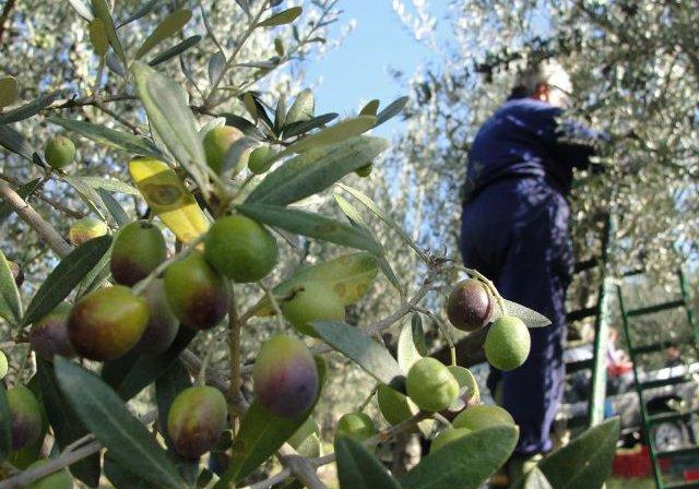La promozione dell'olivicoltura nazionale parte dalla Sicilia